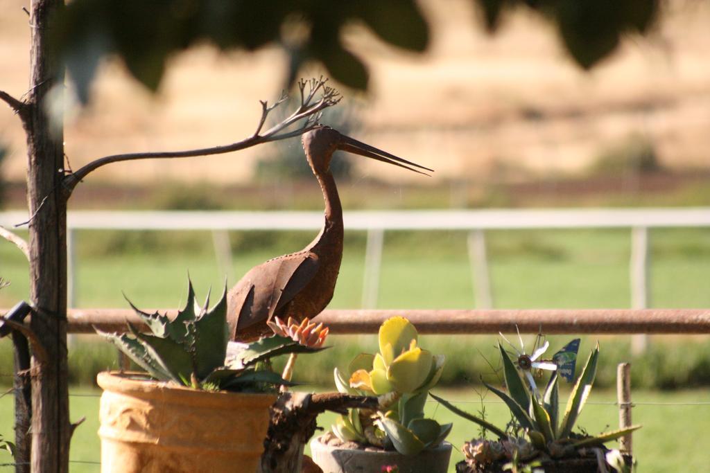 Venterstad Morning Glory Cottages מראה חיצוני תמונה